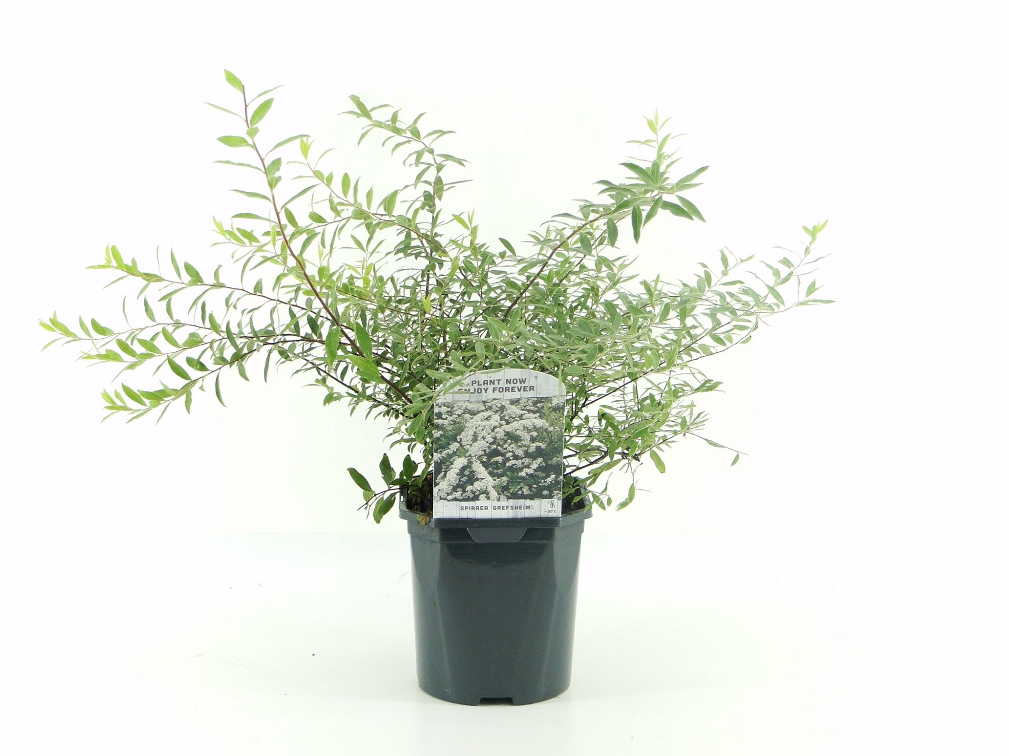 Spiraea cinerea 'Grefsheim'