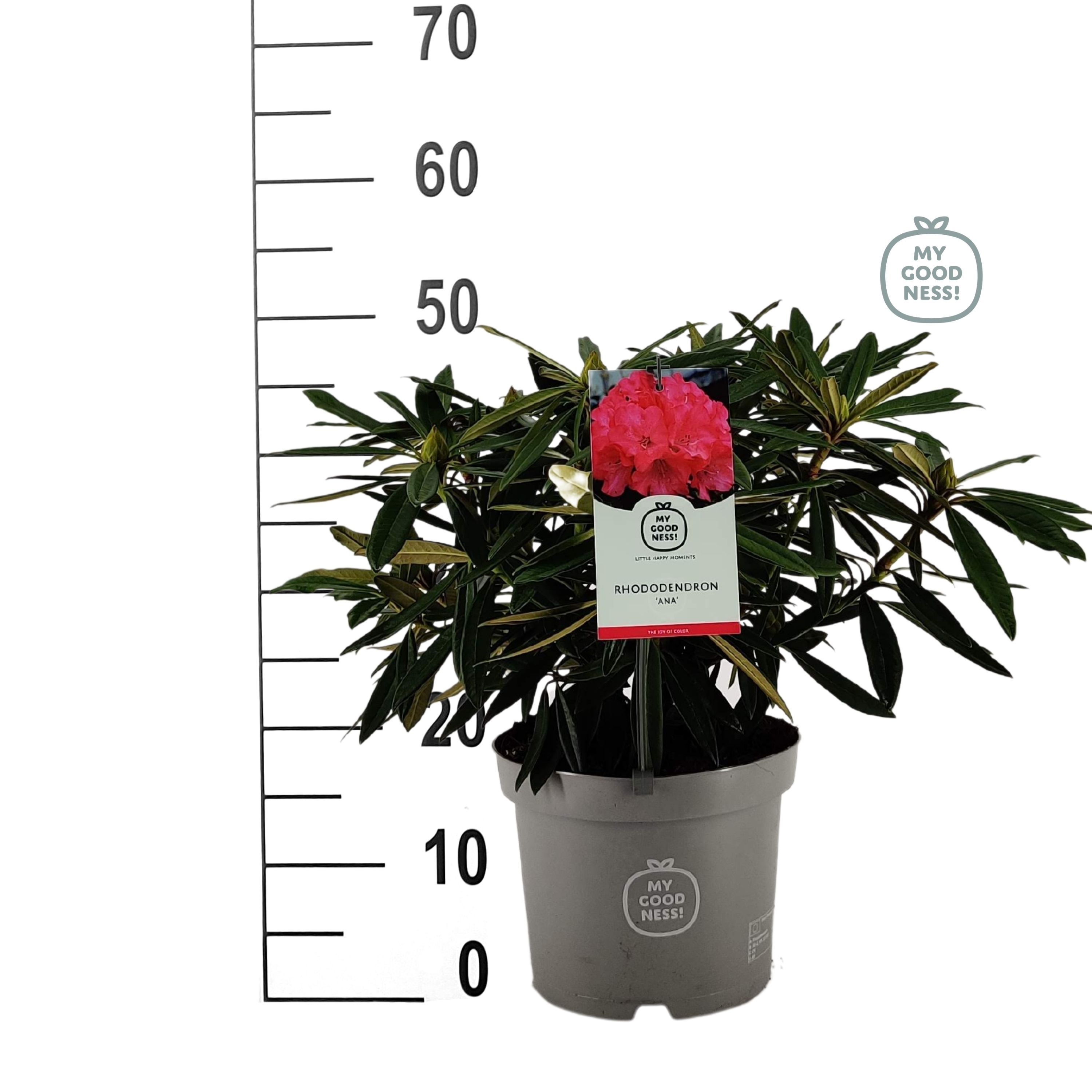 sansevieria cura 10