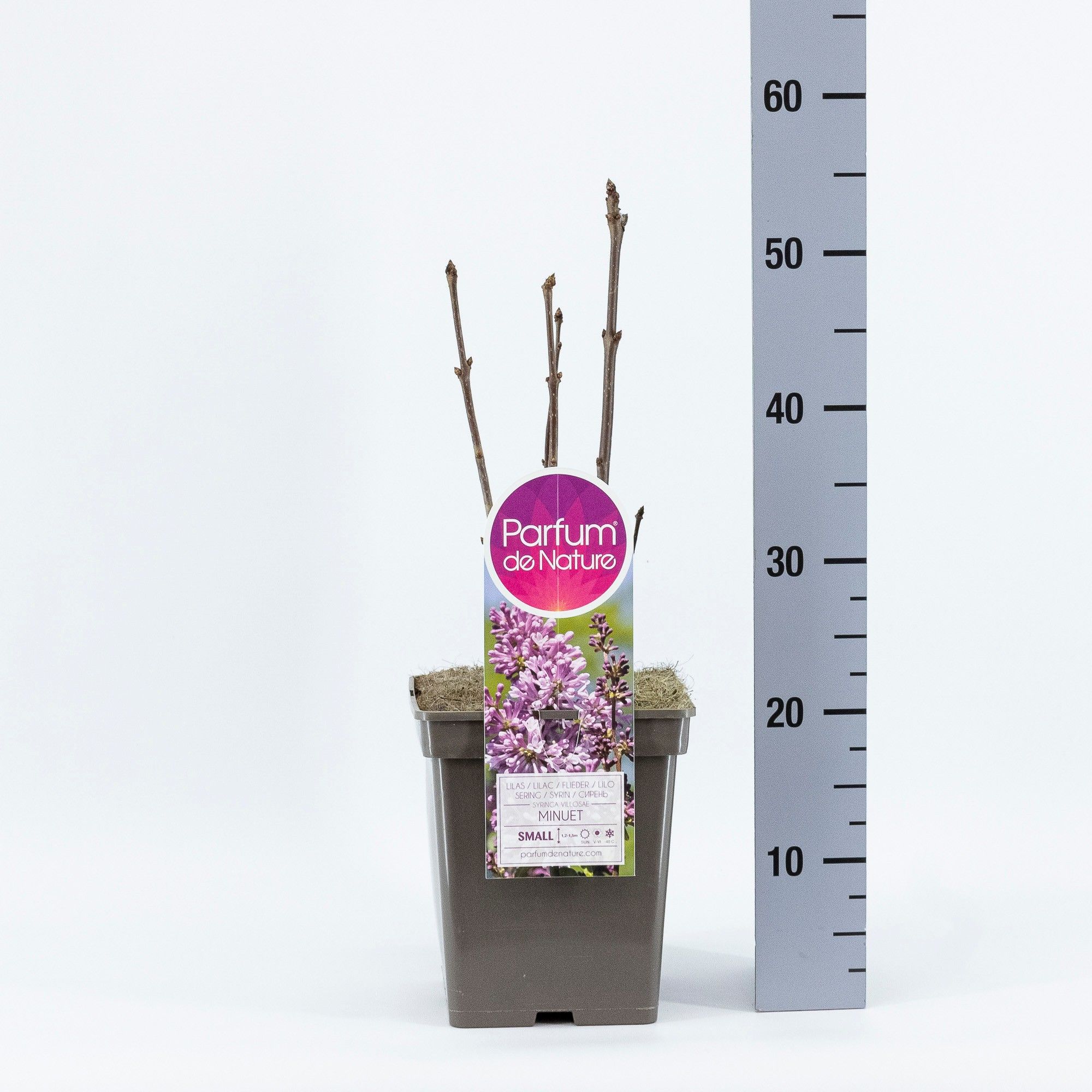 Syringa (V) 'Minuet'