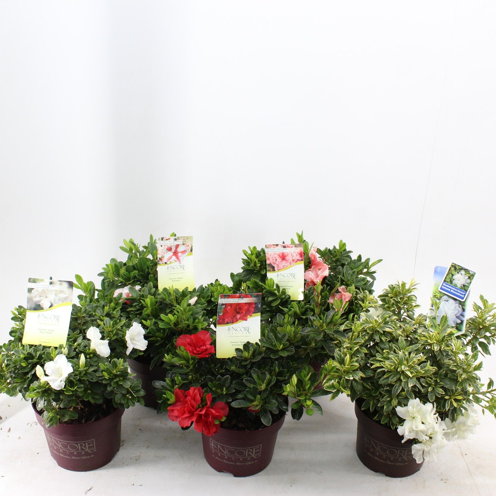 Picture of Rhododendron ENCORE® MIX P19