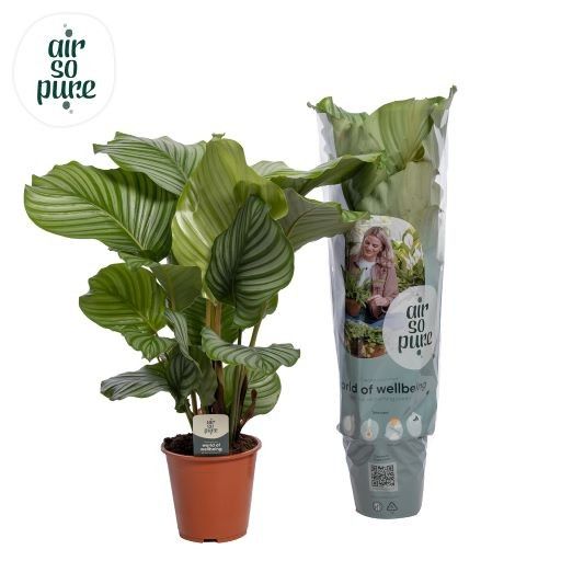 Calathea orbifolia Min. 1 layer, Air So Pure Air so pure | Gardenline