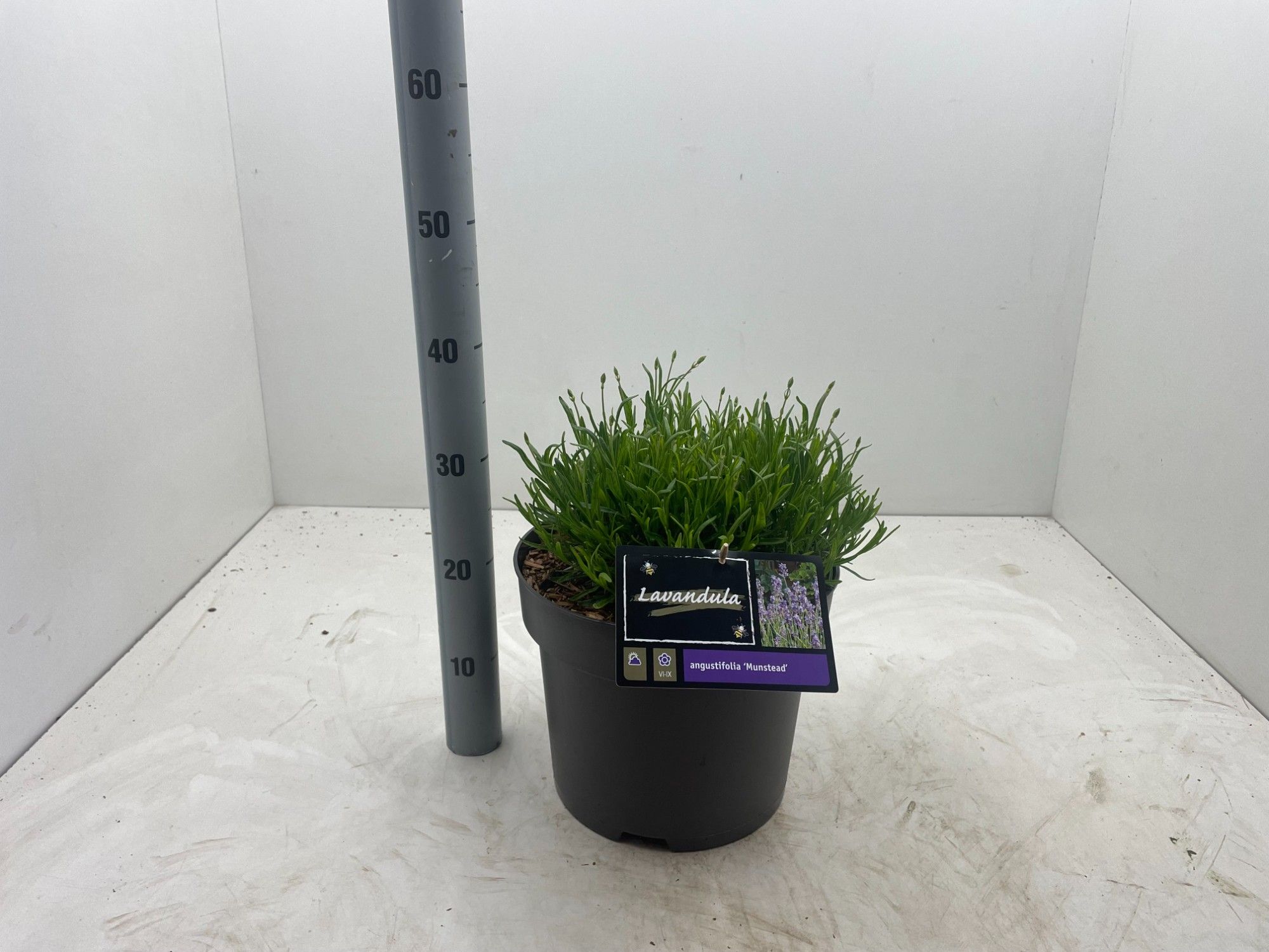 Lavandula angustifolia 'Munstead'