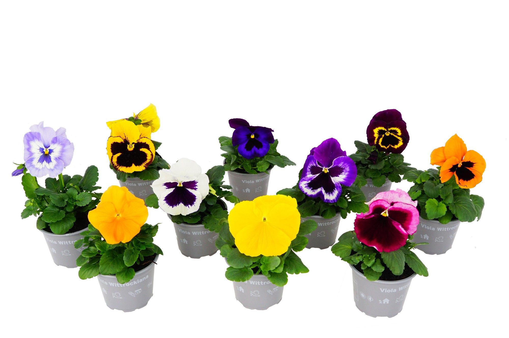Viola F1 & Cornuta