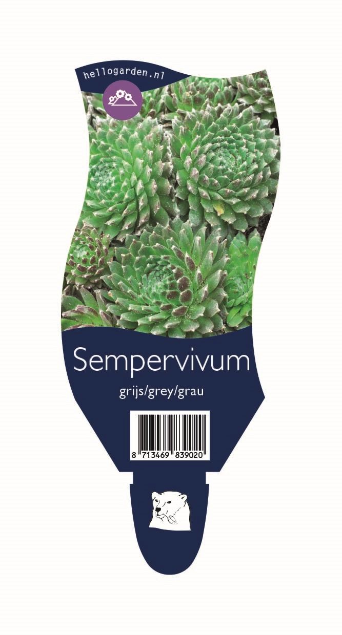 Sempervivum grijs/grey/grau