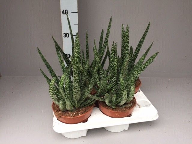 Gasteria verrucosa