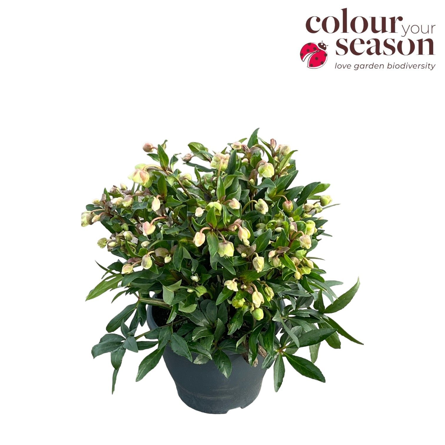 Helleborus 'Winterbells'