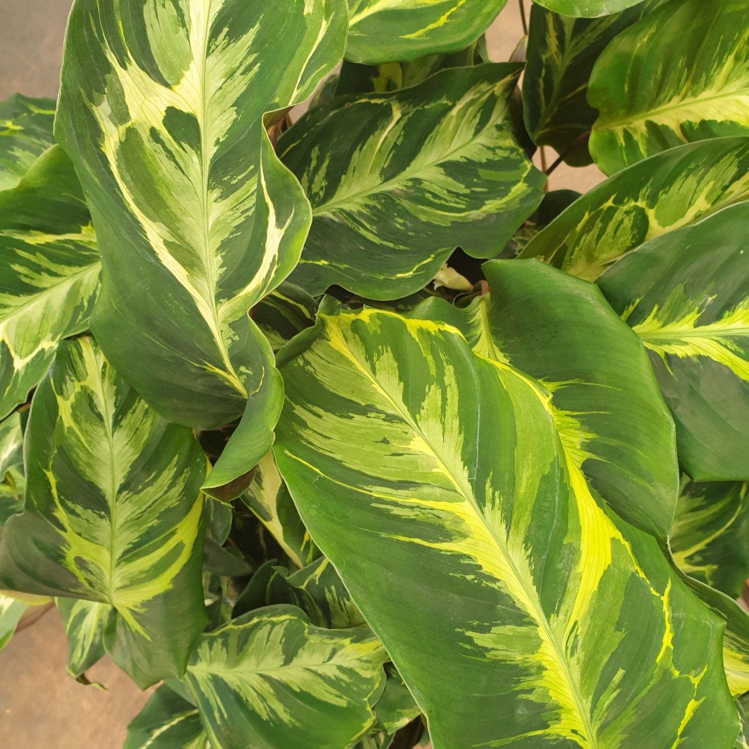Rare Calatheas you like? : r/calatheas