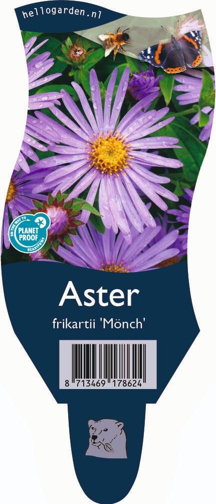 Aster frikartii 'Mönch'