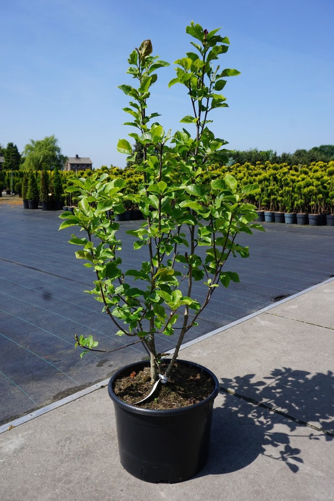 Magnolia 'Genie'