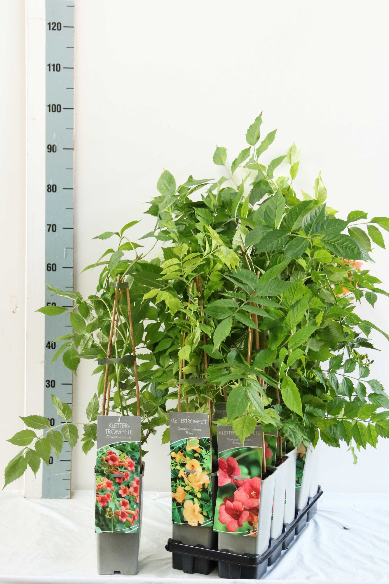 Campsis radicans in varieties