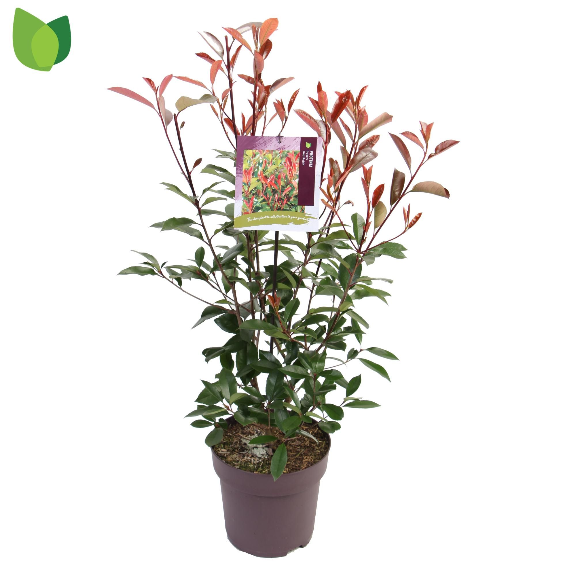 Photinia fraseri 'Red Robin'