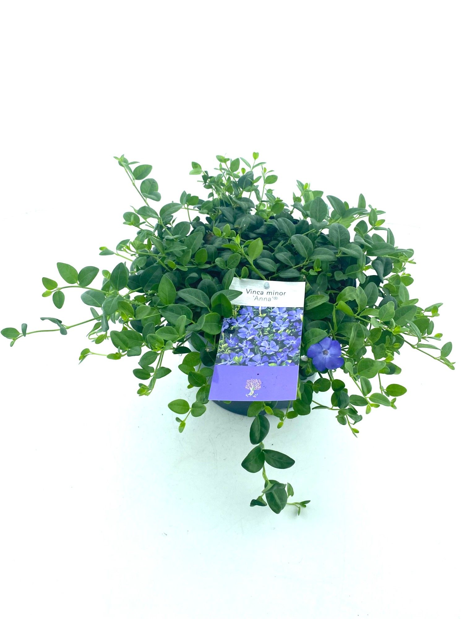 Vinca minor 'Anna'