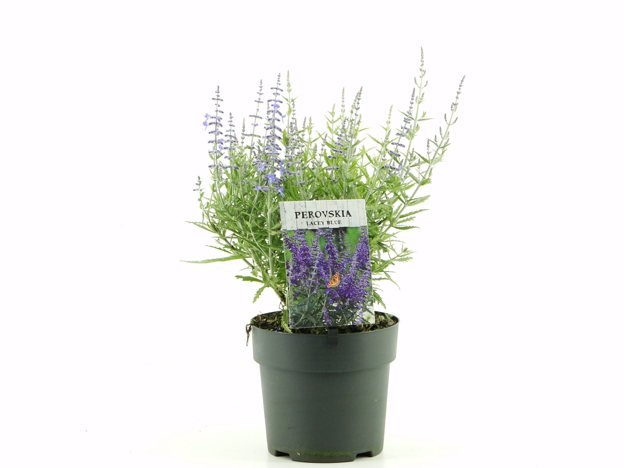 Picture of Perovskia atr. Lacey Blue (antraciet) C2