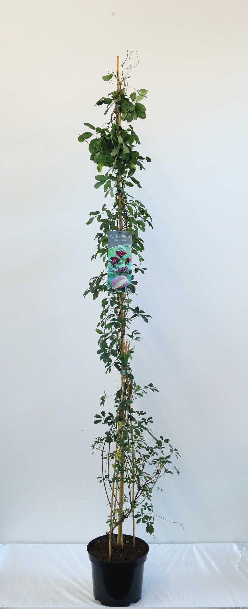Akebia quinata