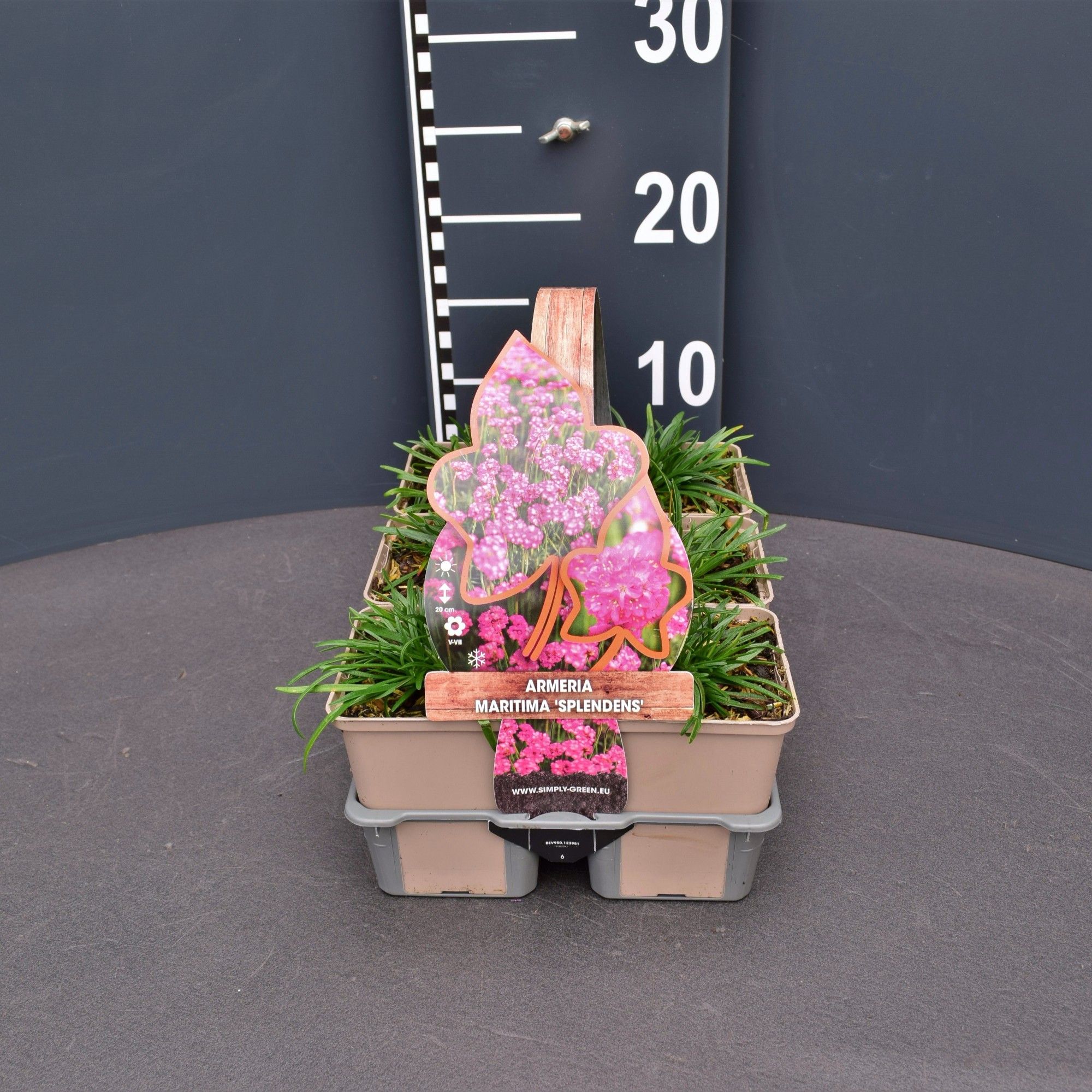 Armeria maritima 'Splendens' 6 pack