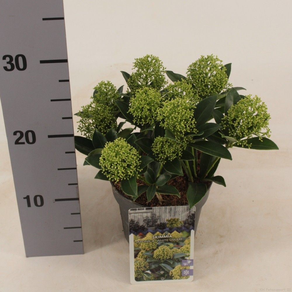 Picture of Skimmia jap. 'White Dwarf'