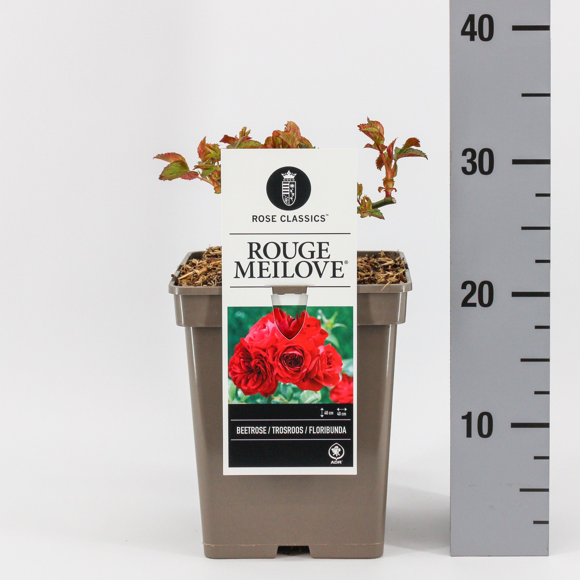 Rosa (F) Rouge Meilove ('Meilyxir') f