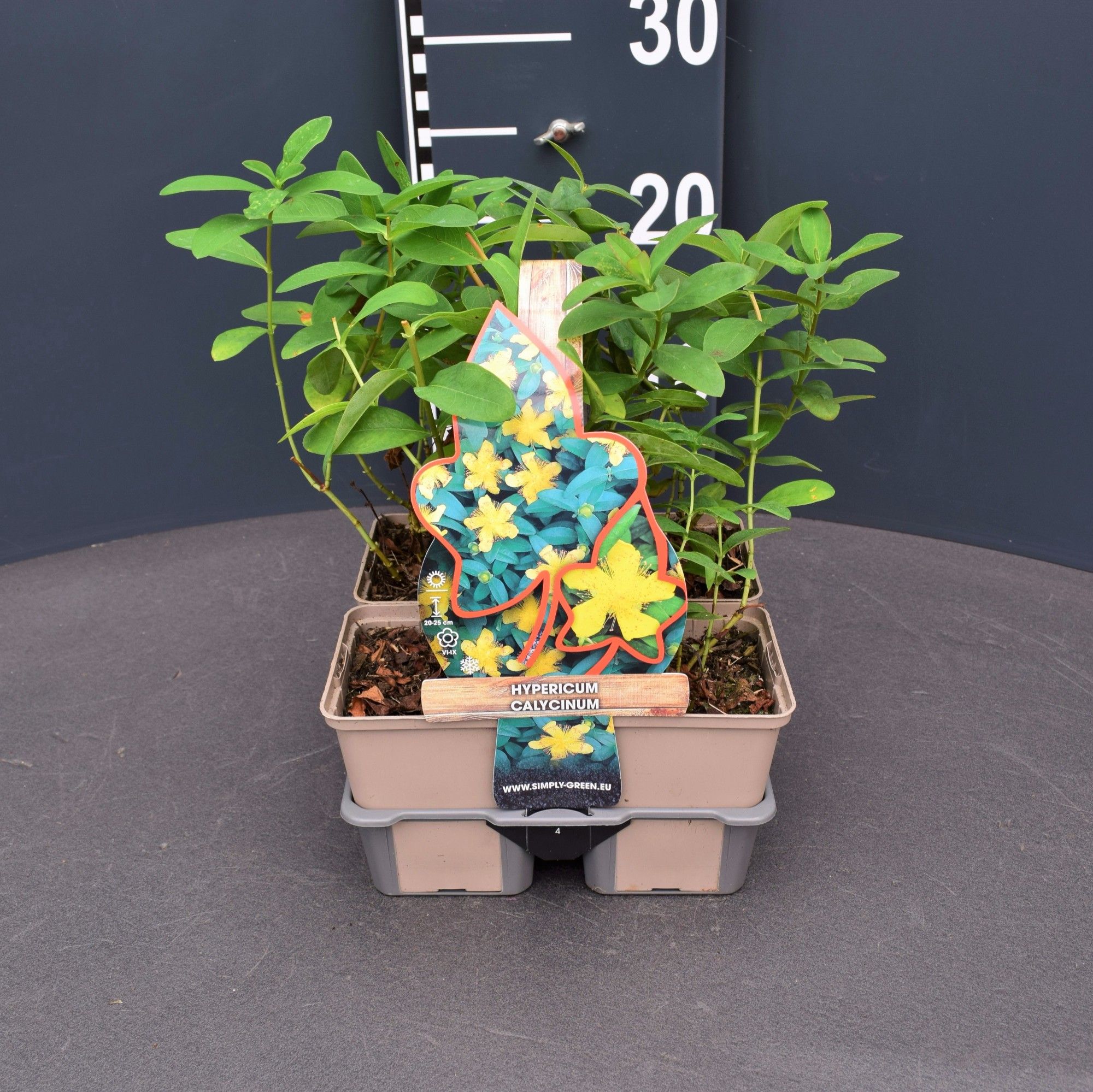 Hypericum calycinum 4 pack