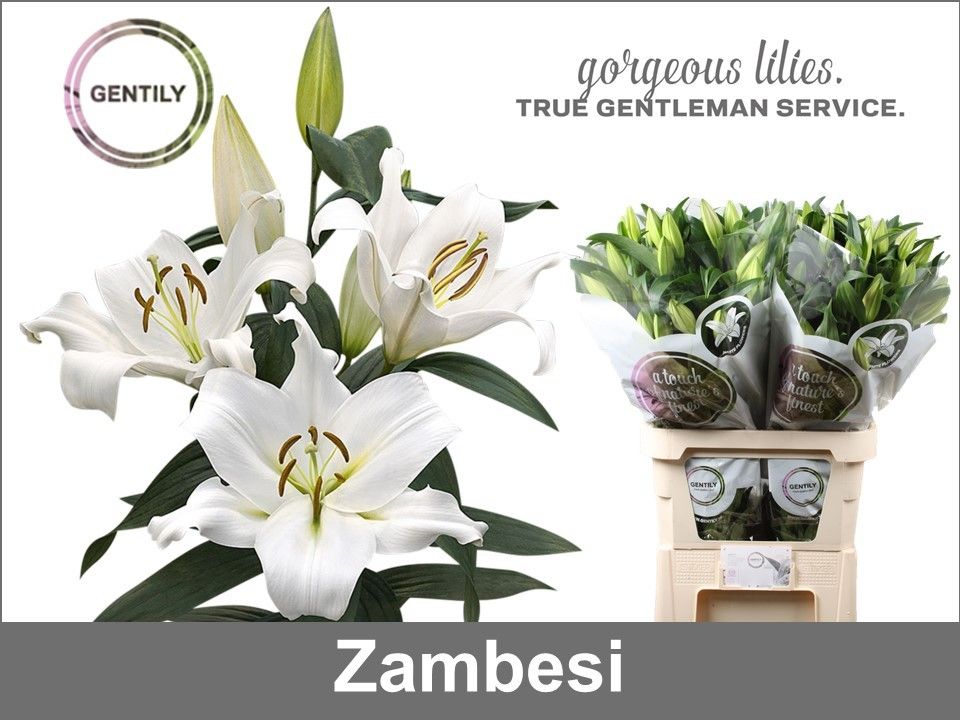 Li Ot Zambesi