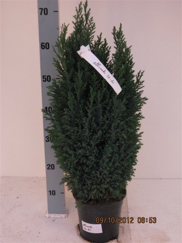 Chamaecyparis lawsoniana 'Ellwoodii'
