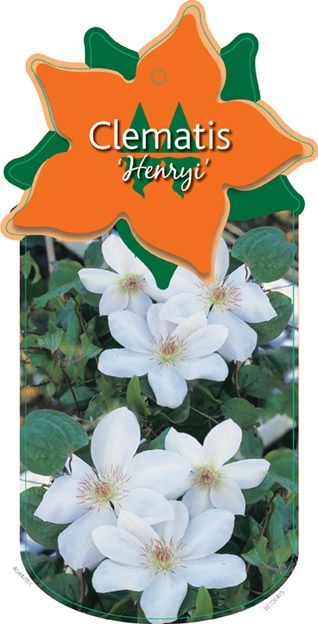 Clematis 'Henryi'