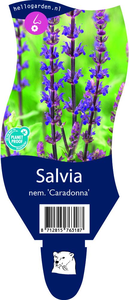 Salvia nemorosa 'Caradonna'
