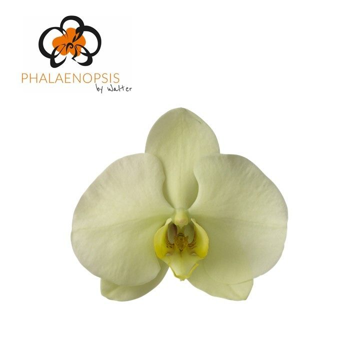 Phal Limon Bella