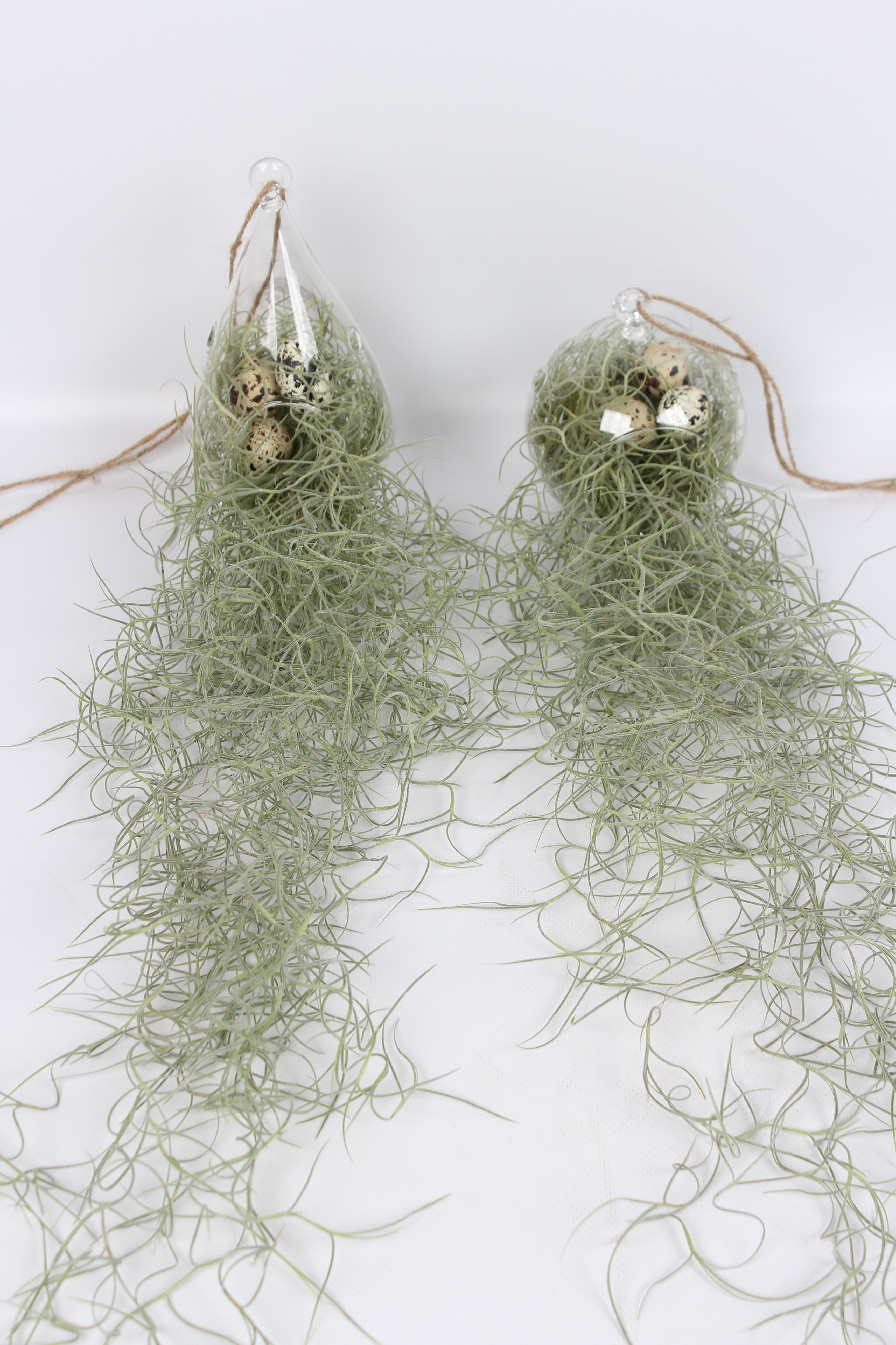 Till Usneoides
