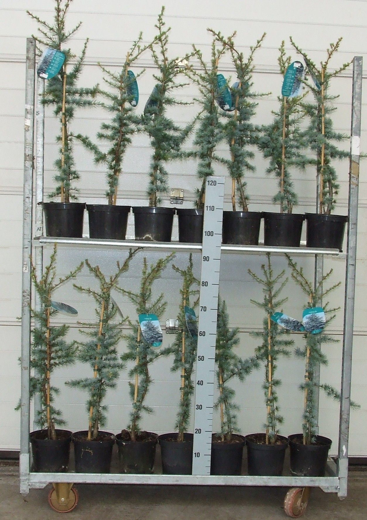 Cedrus libani 'Glauca' Full CC