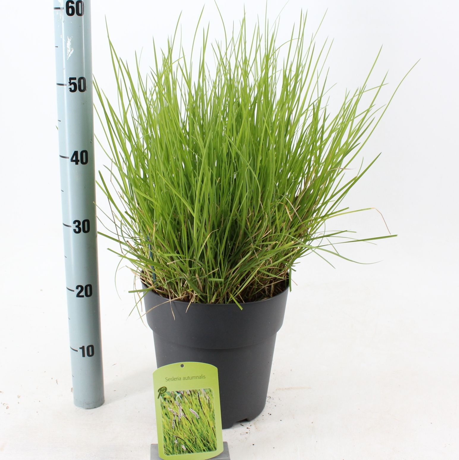 Sesleria autumnalis