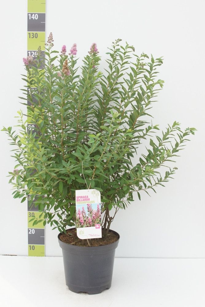 Spiraea billardii 'Triumphans'