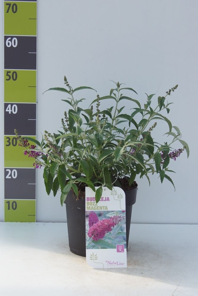 Buddleja 'Buzz Magenta' -R