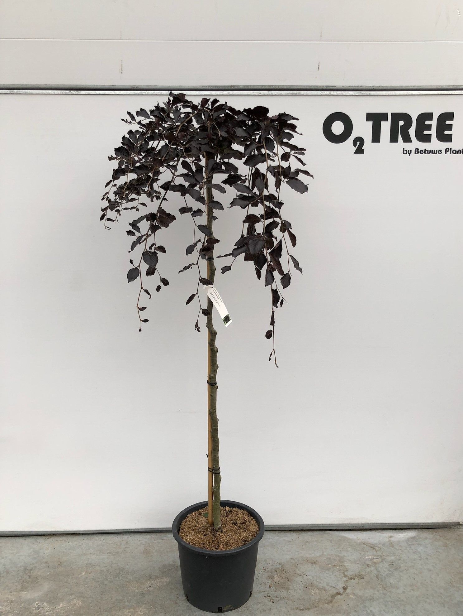 Fagus syl. 'Purpurea Pendula' halfstam