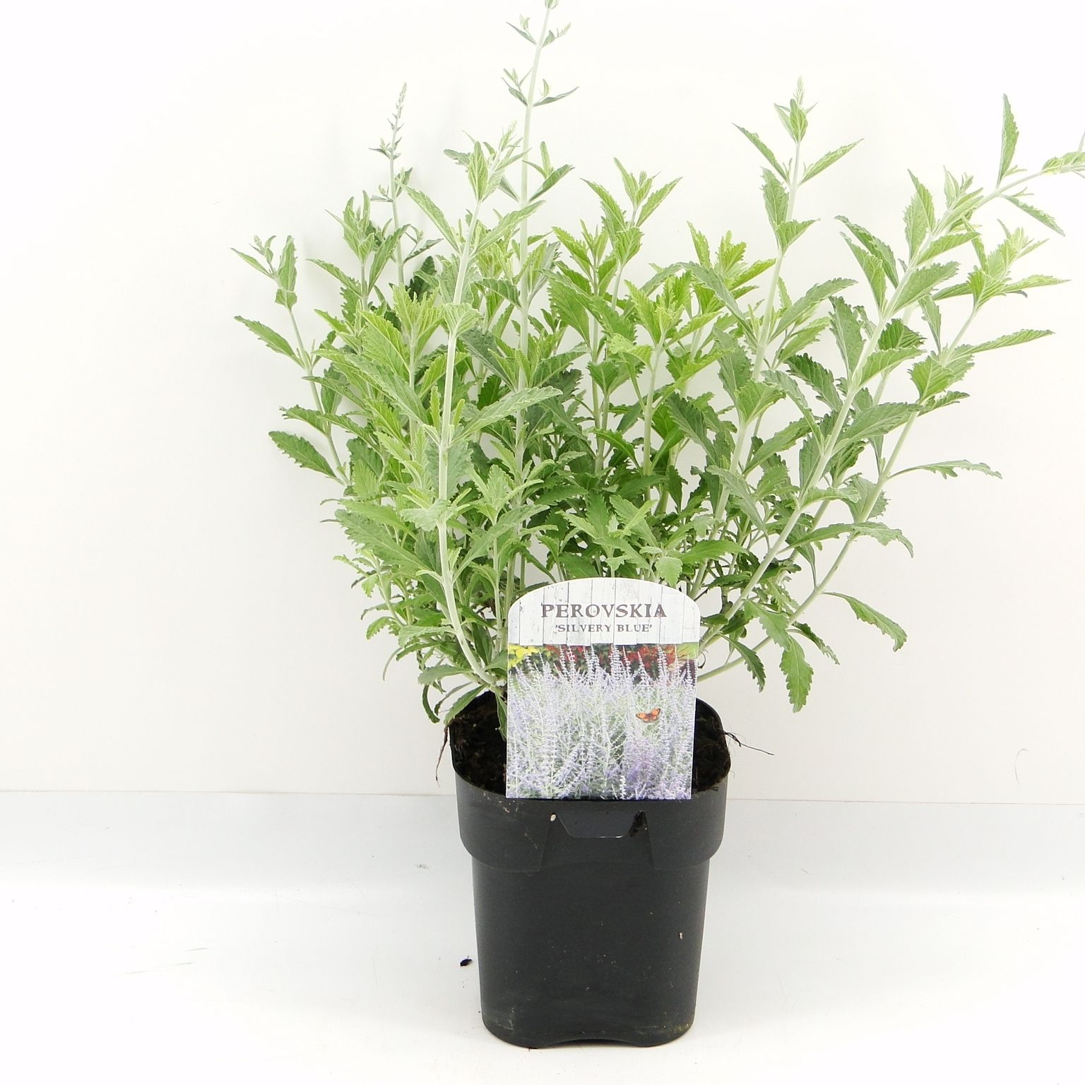 Picture of Perovskia atr. Silvery Blue