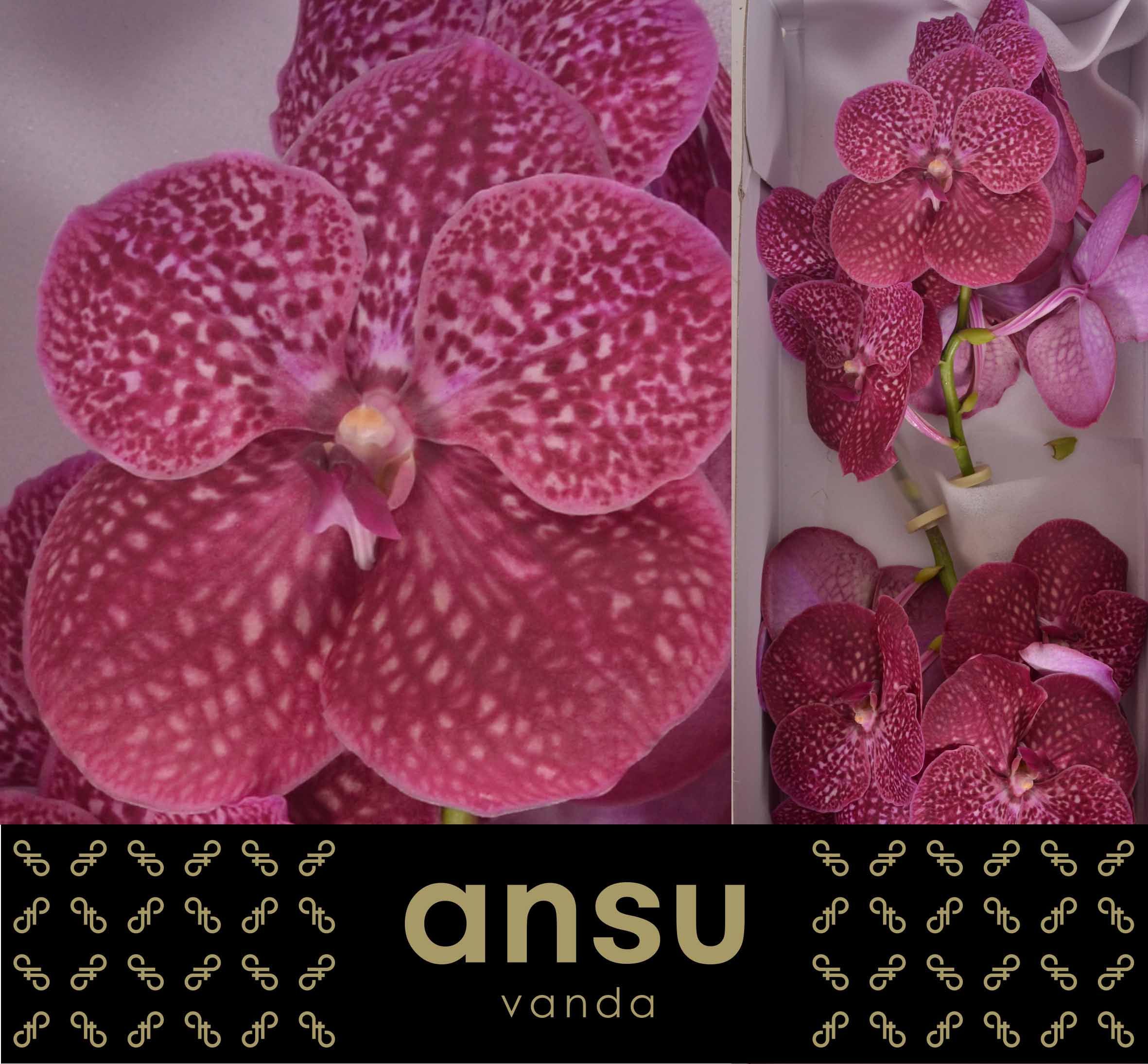 Vanda Ni Crimso Love