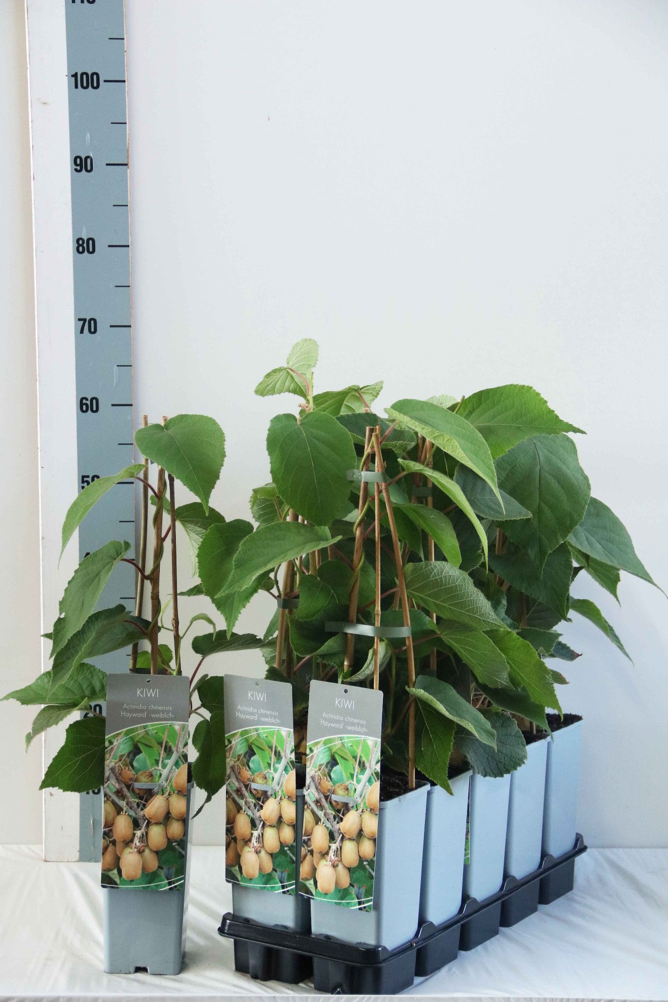 Actinidia deliciosa 'Hayward'