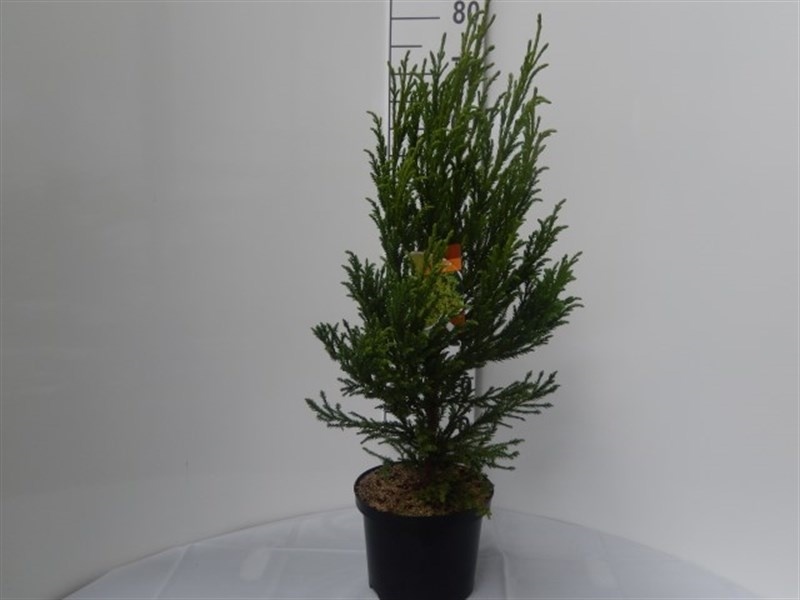 Cryptomeria japonica 'Jindai'