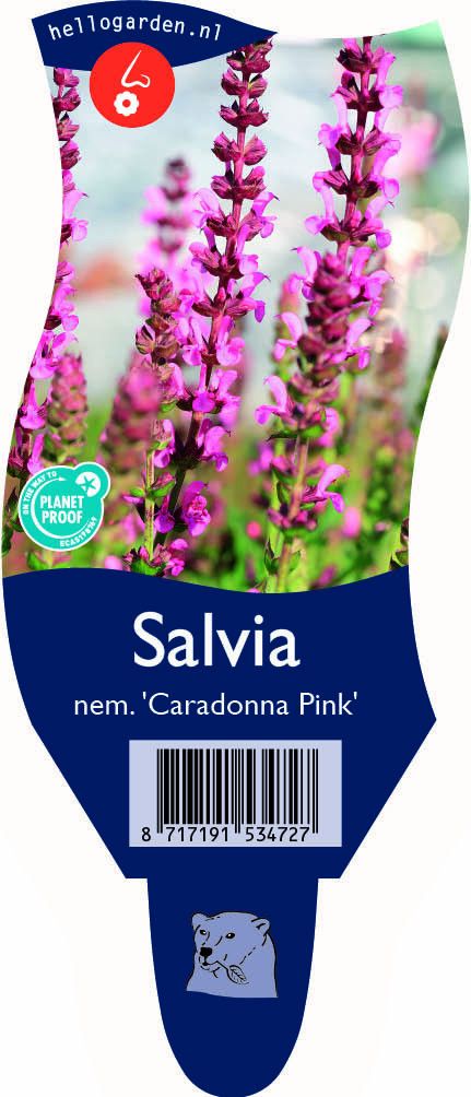Salvia nem. 'Caradonna Pink'