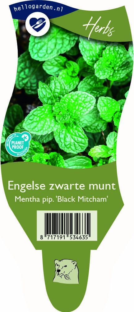 Mentha pip. 'Black Mitcham'