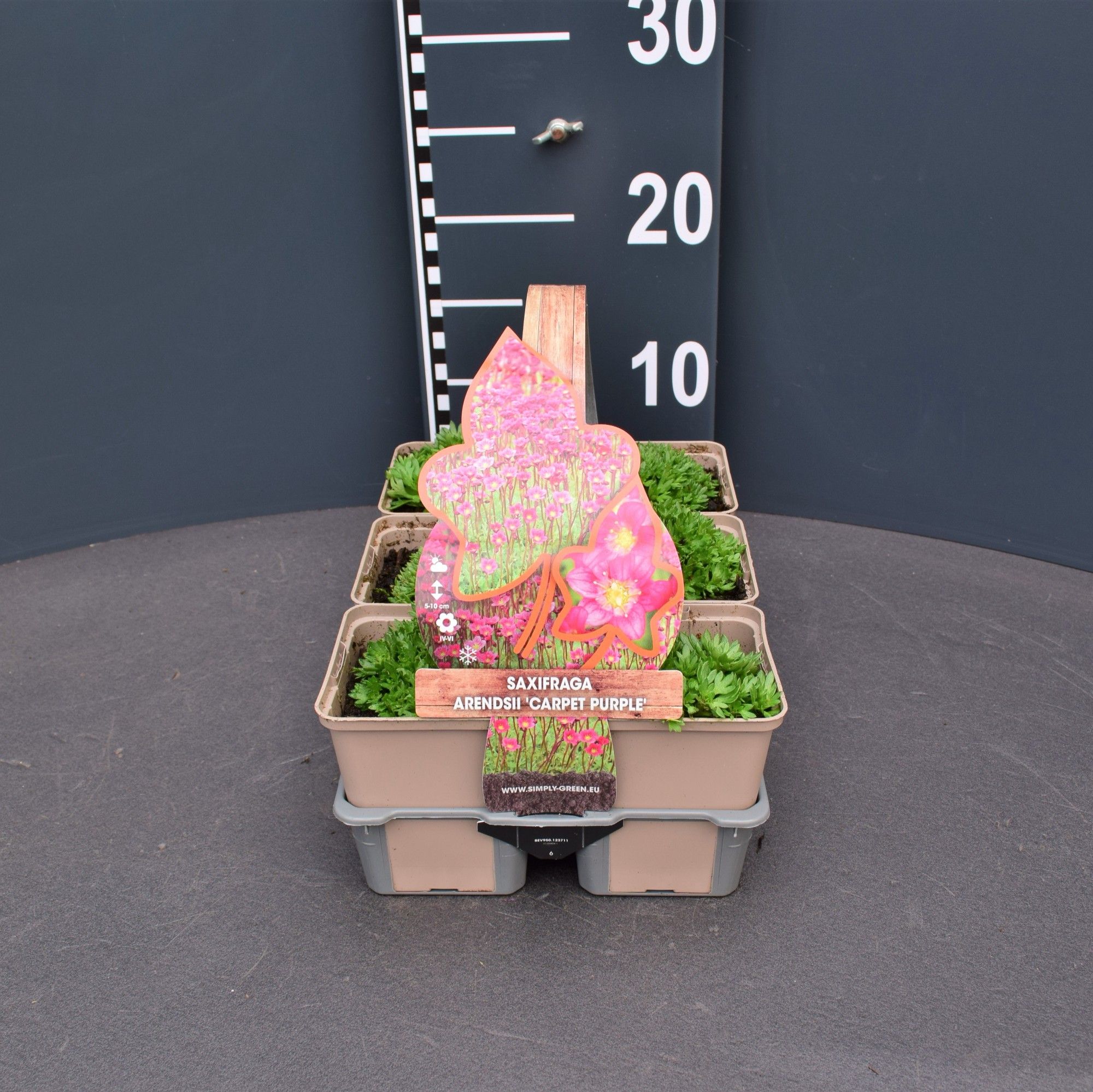 Saxifraga (A) Carpet Purple 6 pack