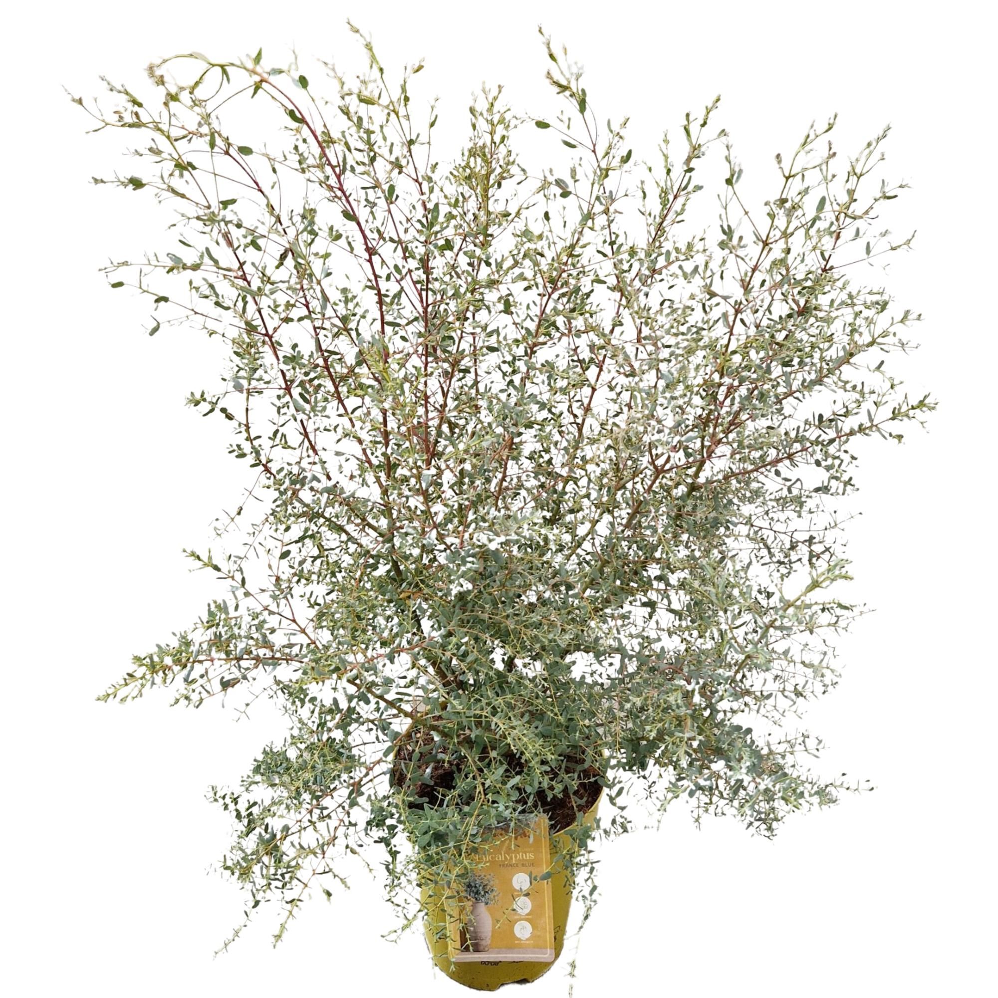 Eucalyptus gunnii 'France Blue'®