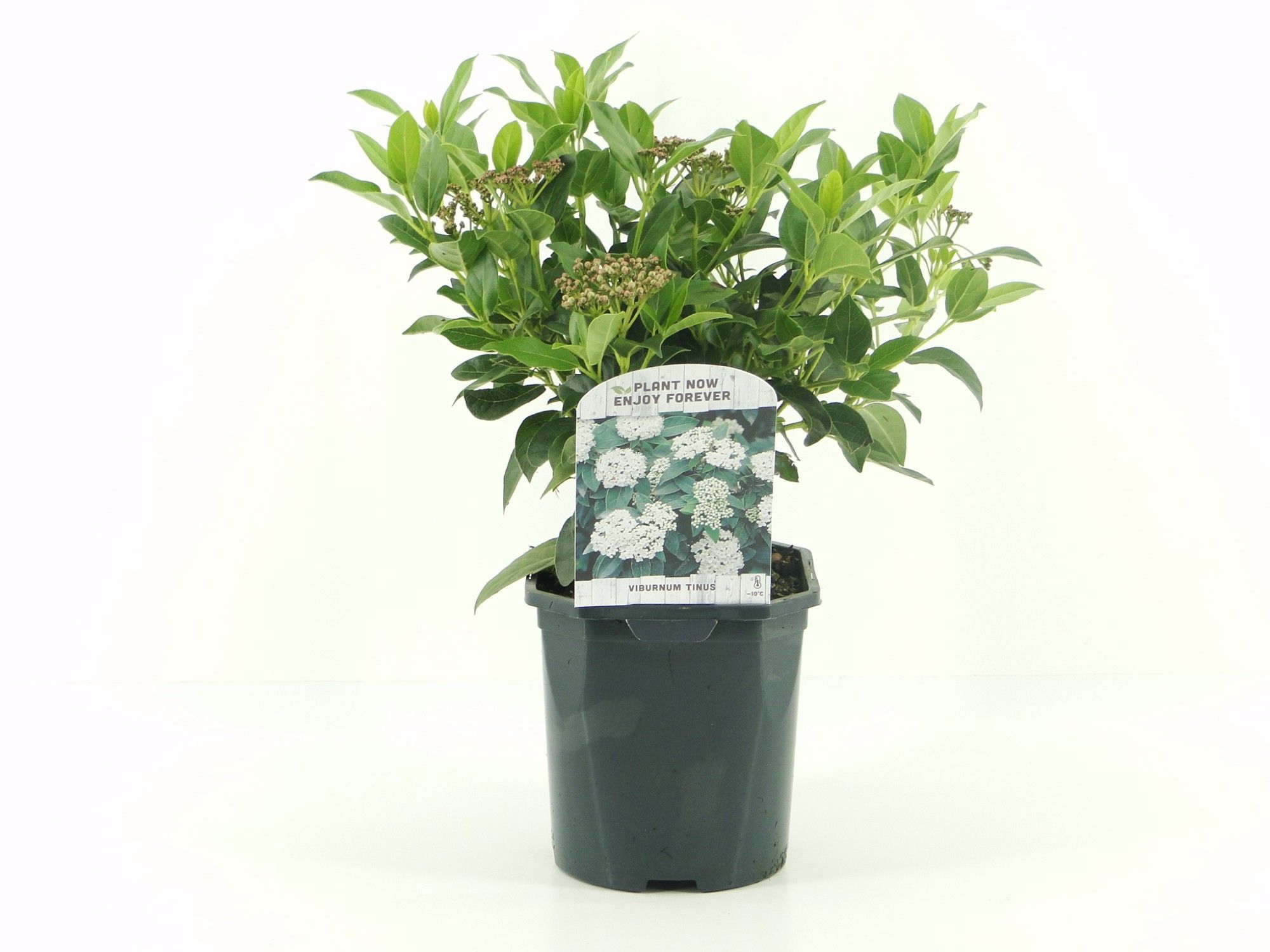 Picture of Viburnum tinus