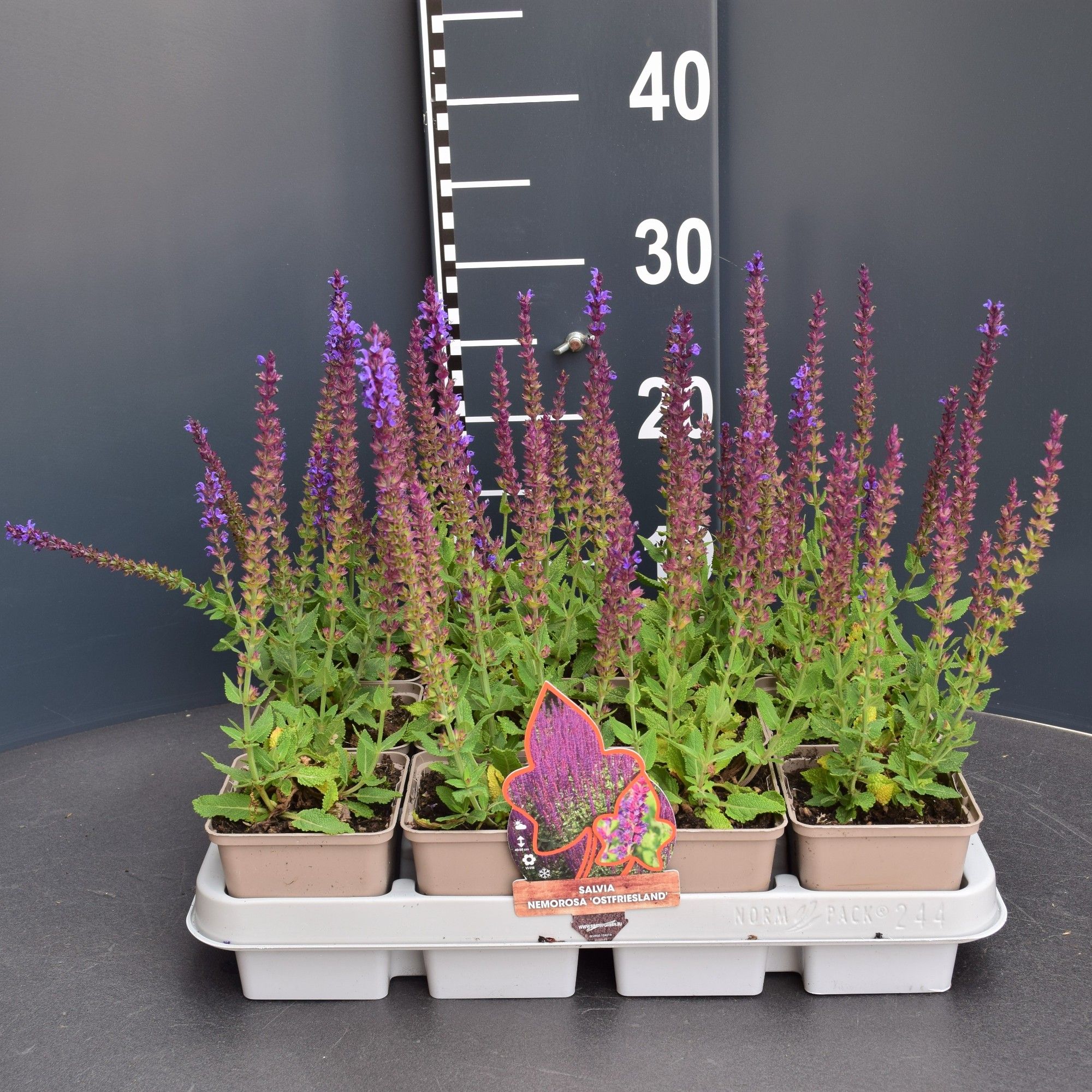Salvia nemorosa 'Ostfriesland'