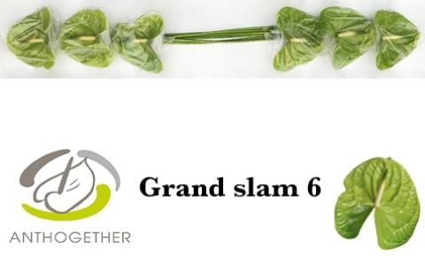 Anth A Grand Slam
