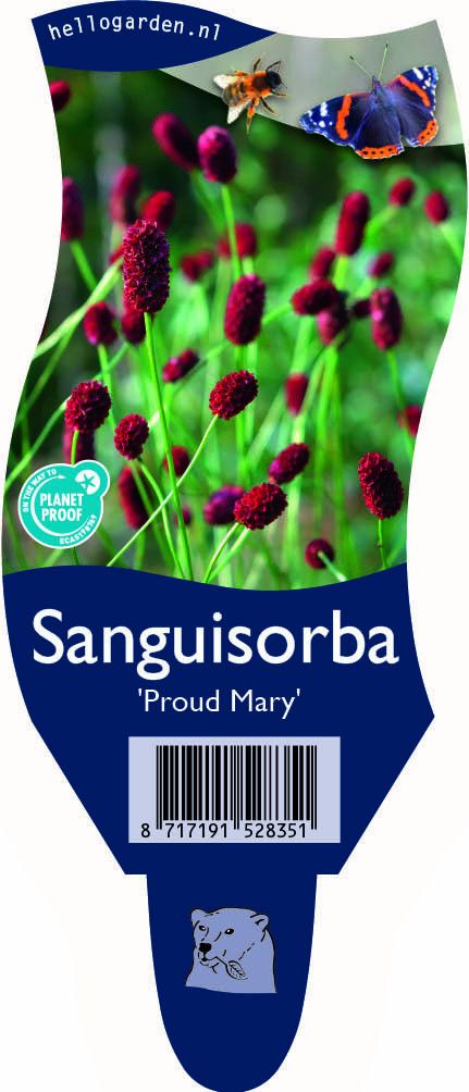 Sanguisorba 'Proud Mary'