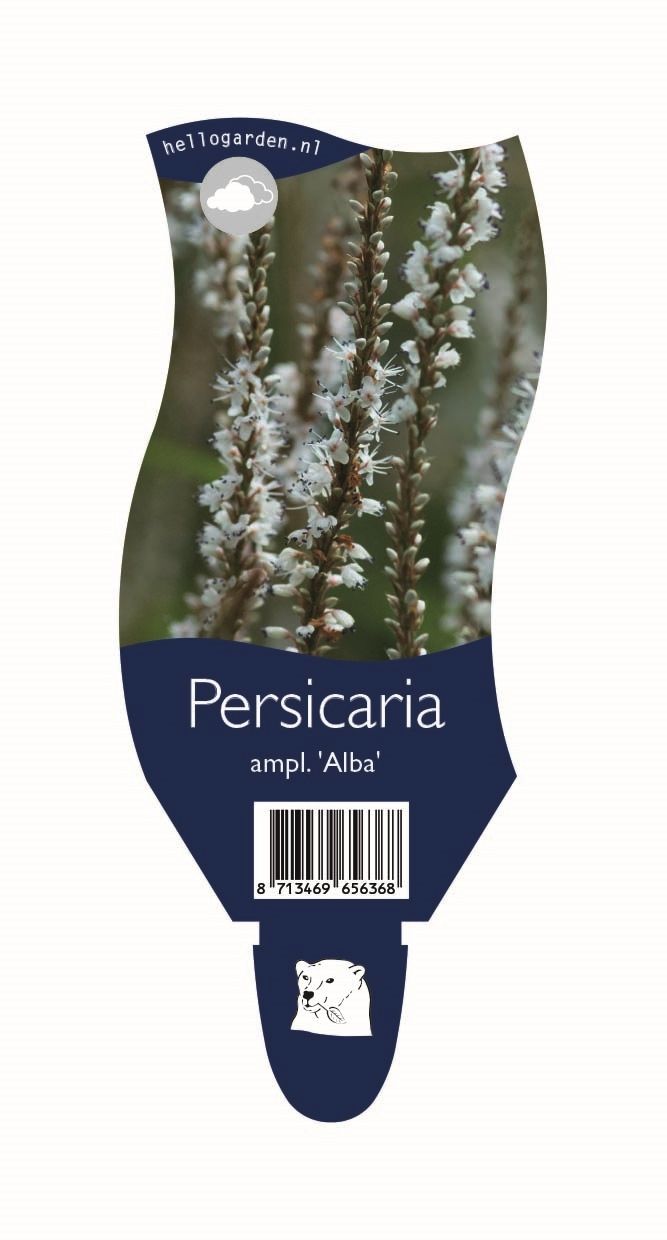 Persicaria a. 'Alba'