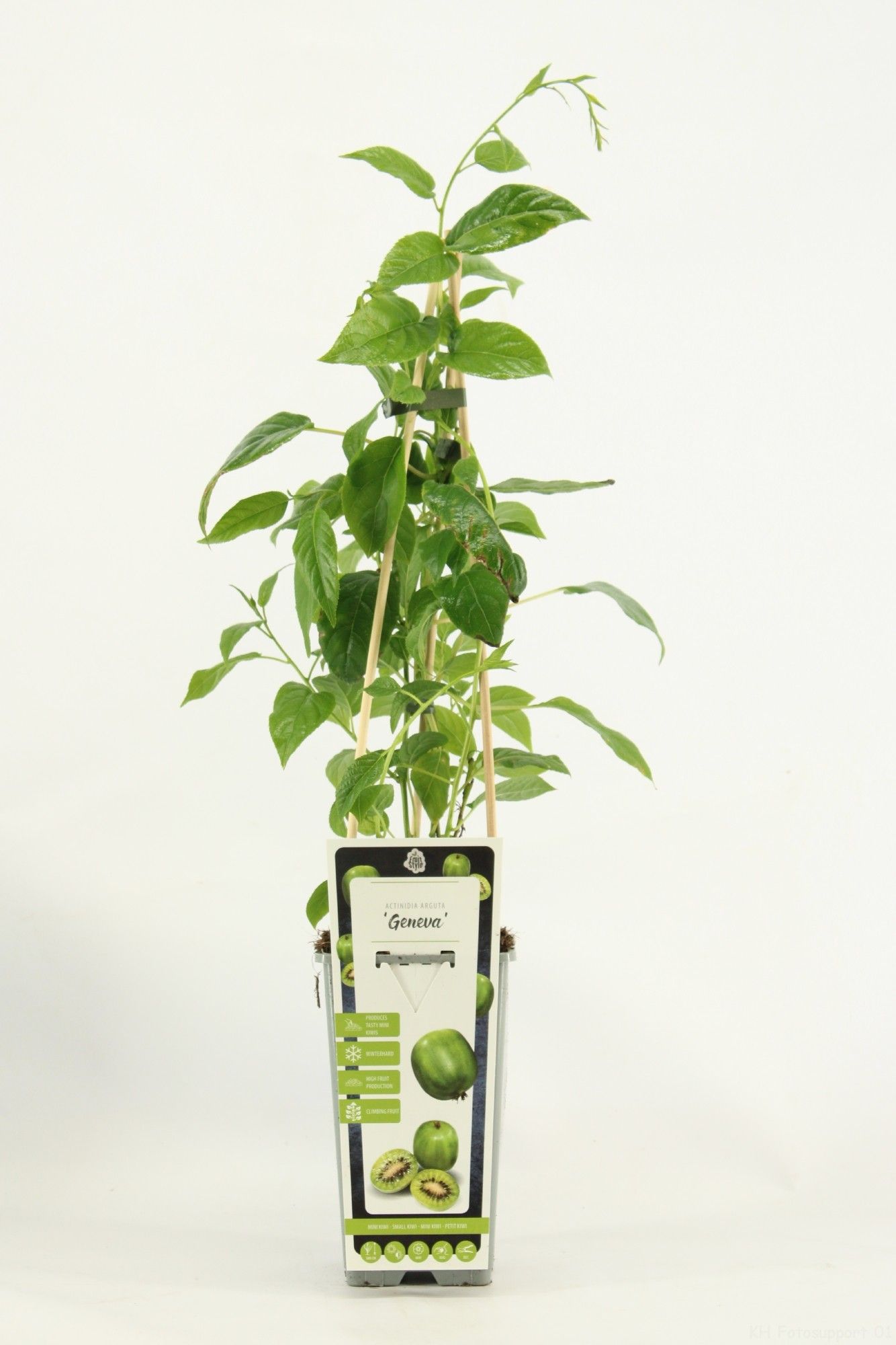 Actinidia arguta 'Geneva'