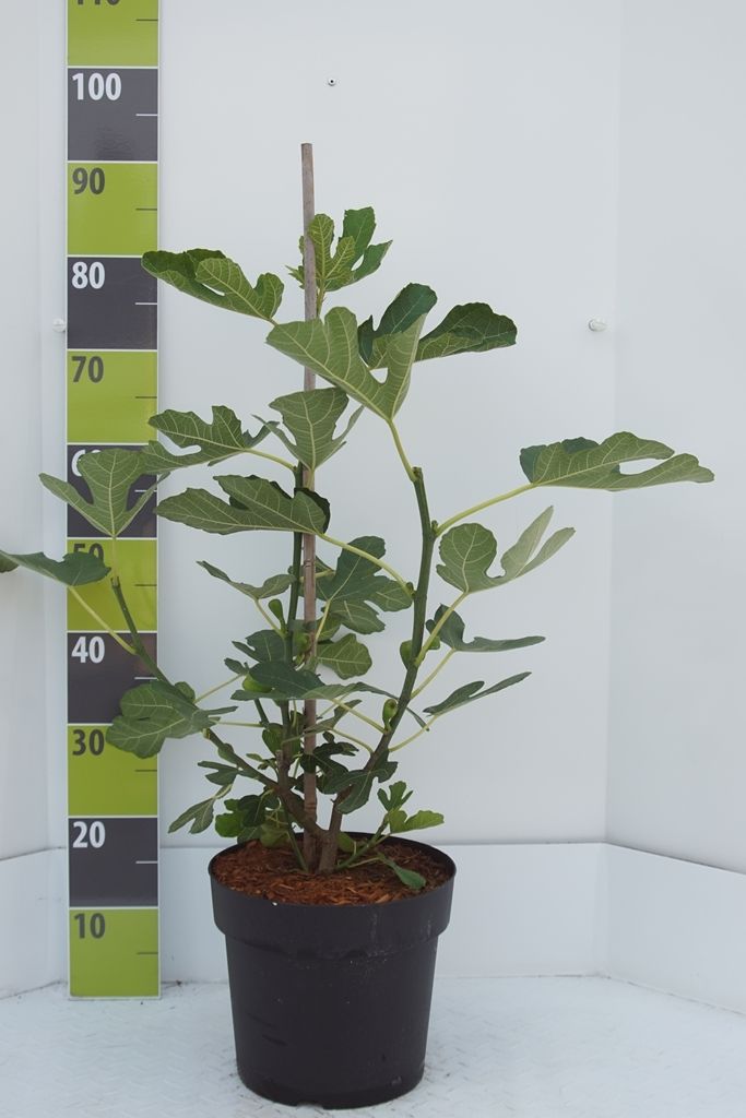 Ficus carica 'Brown Turkey'