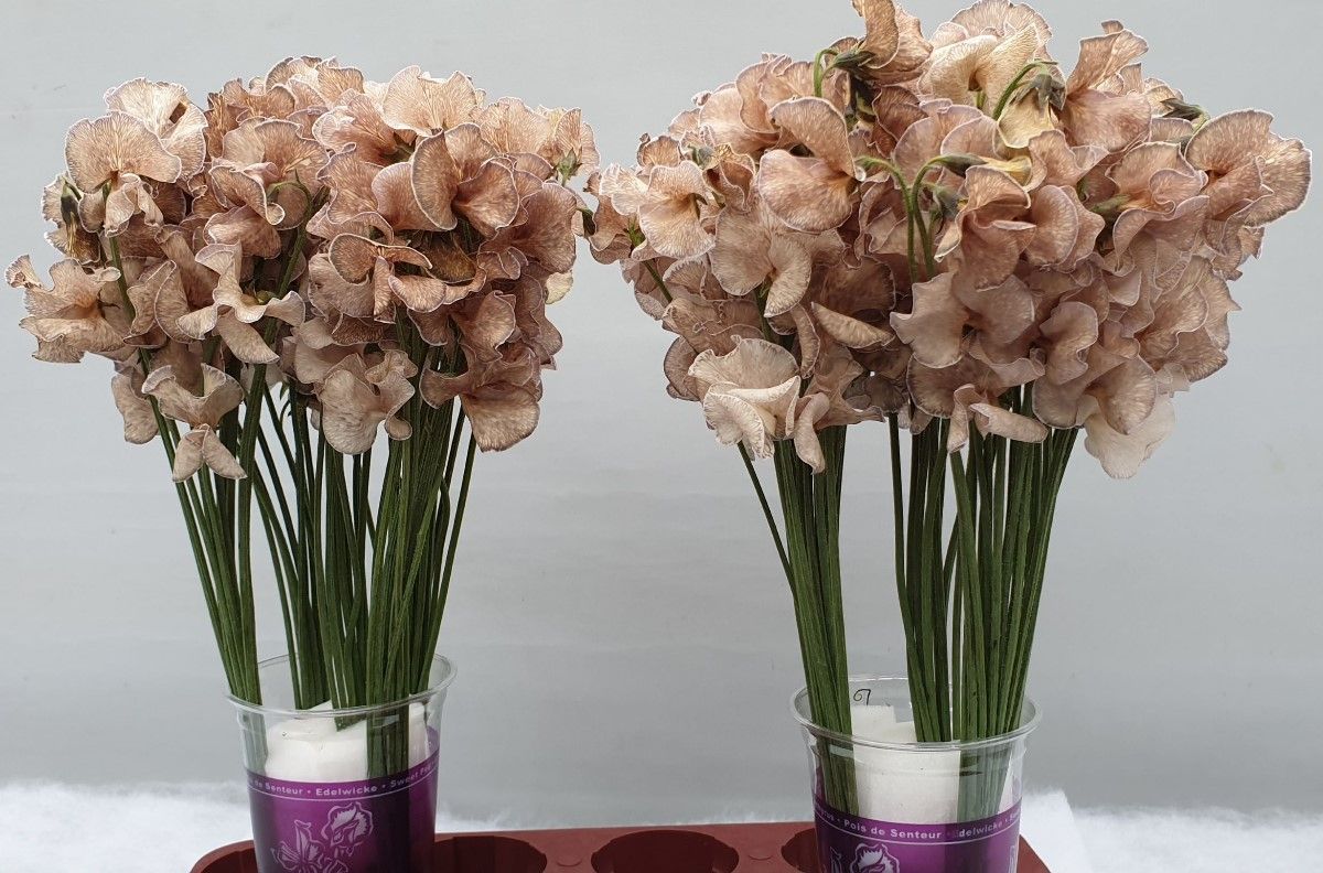Lathyrus Brons