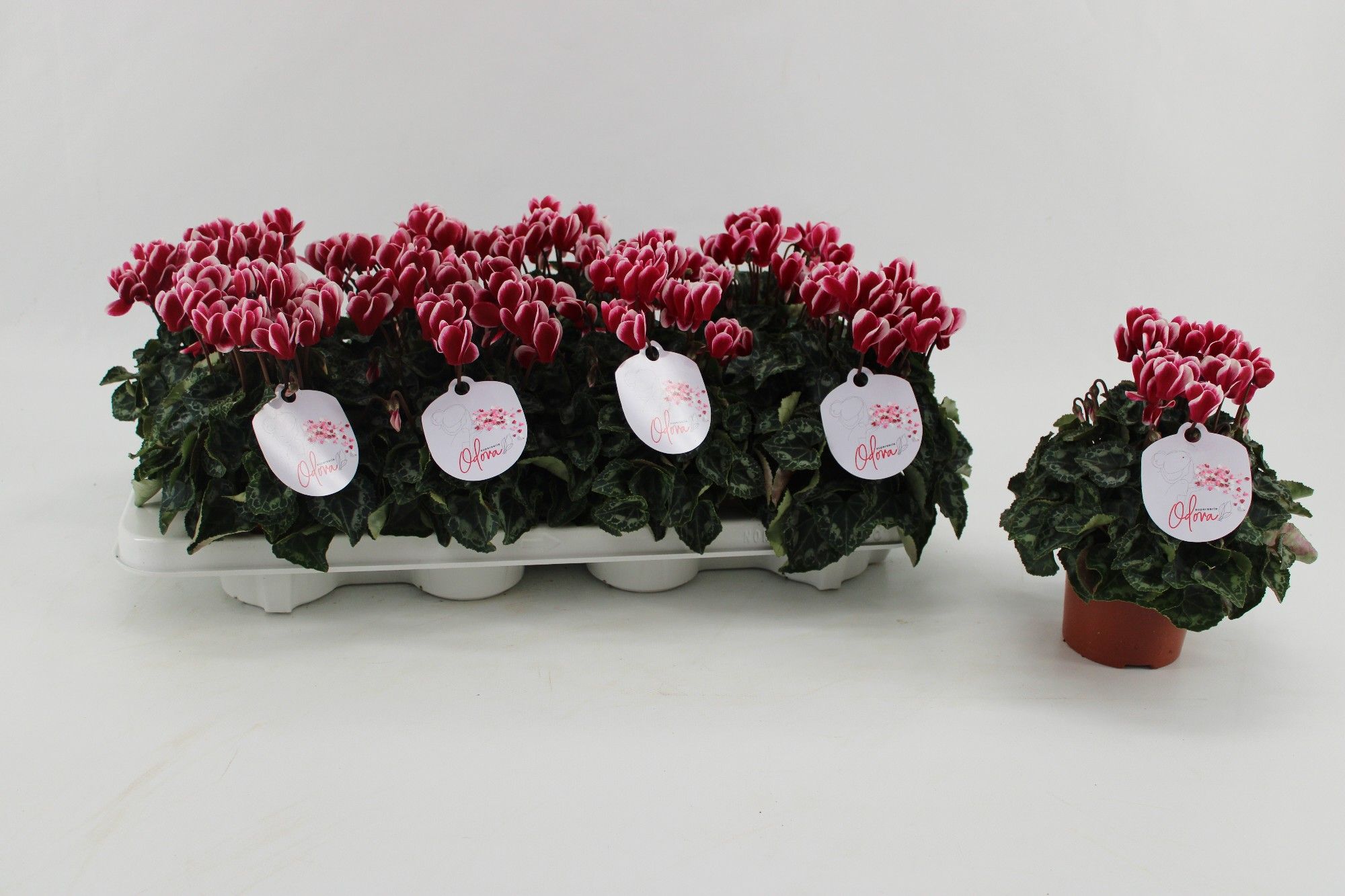 Cyclamen 'Odora ' Mixlayer